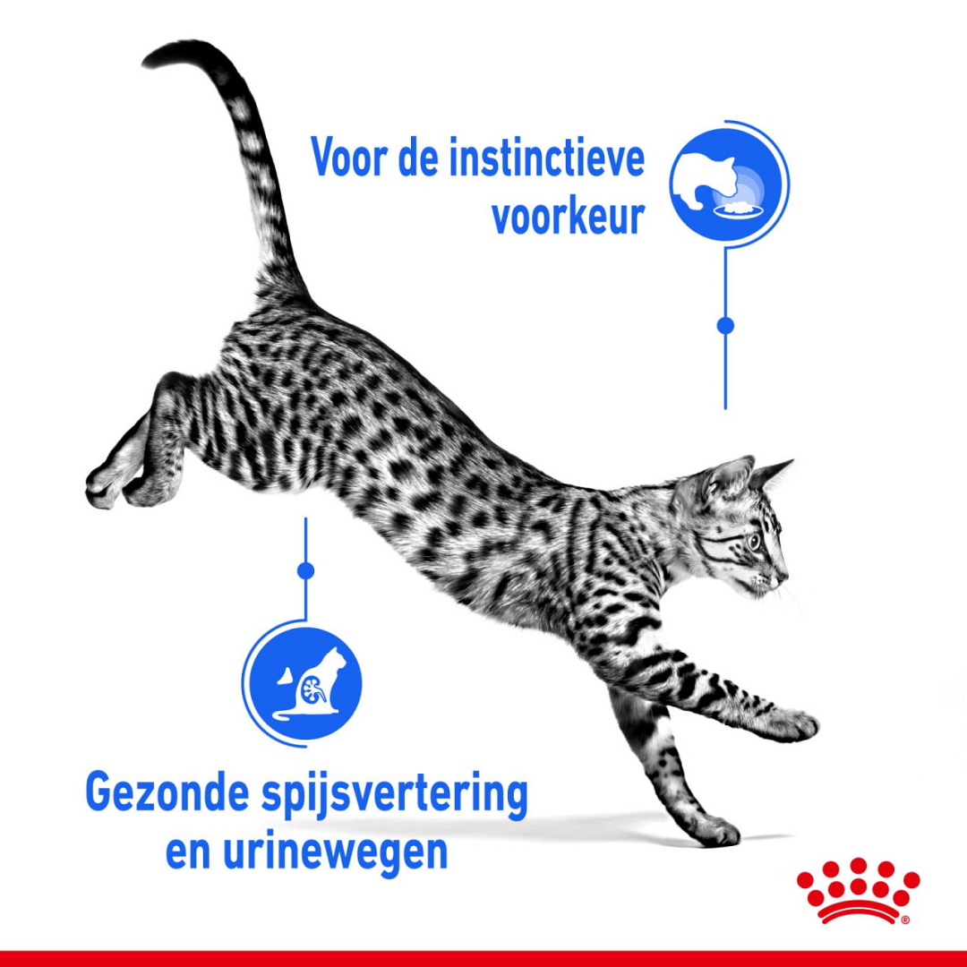 scherm Ontdooien, ontdooien, vorst ontdooien Beneden afronden Royal Canin kattenvoer Indoor 7+ in Gravy 12 x 85 gr | Willemse  Dierenvoeders