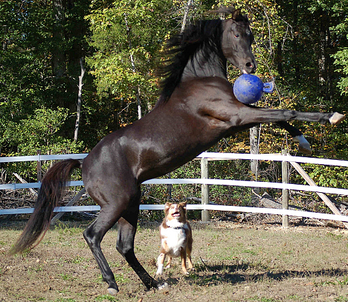 Jolly Ball 20 cm Paard en Hond