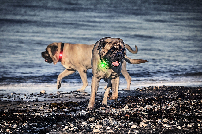 Orbiloc Safety Light Dog Dual groen