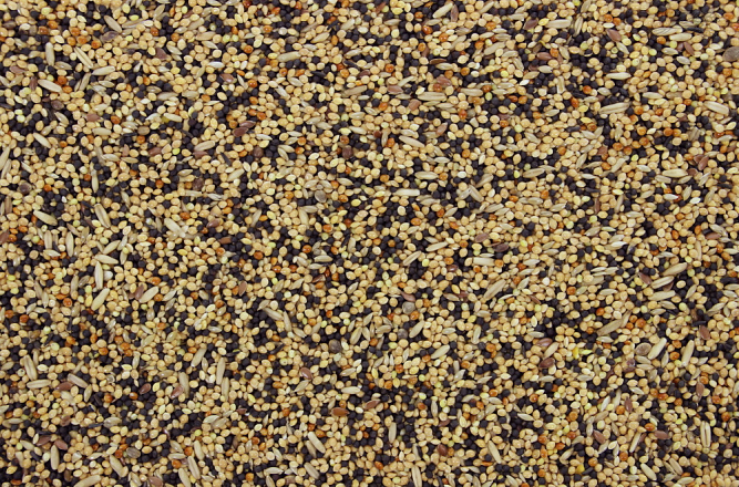 Volierezaad 1 kg