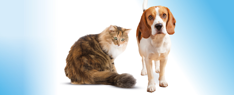 Plast uw hond of kat in huis?