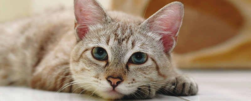 Help! Mijn kat plast in huis