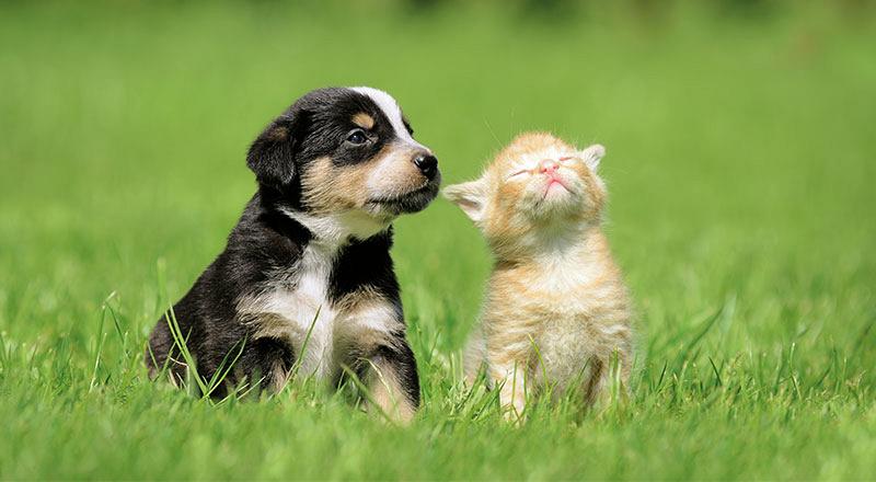 Puppy of kitten in huis?